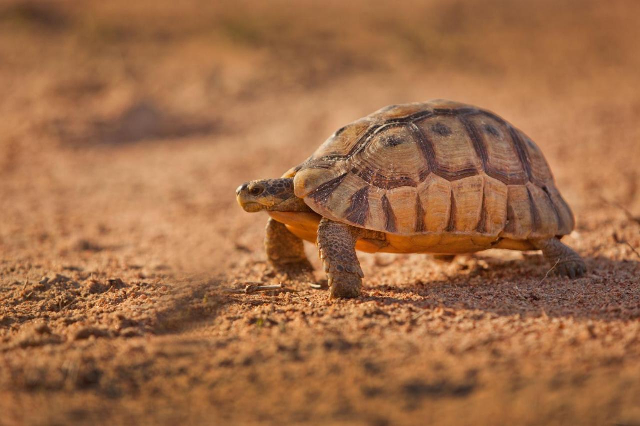 Tortoise Trail Lodge Langebaan Bagian luar foto