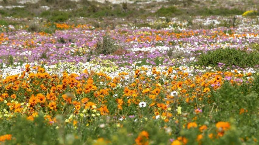 Tortoise Trail Lodge Langebaan Bagian luar foto