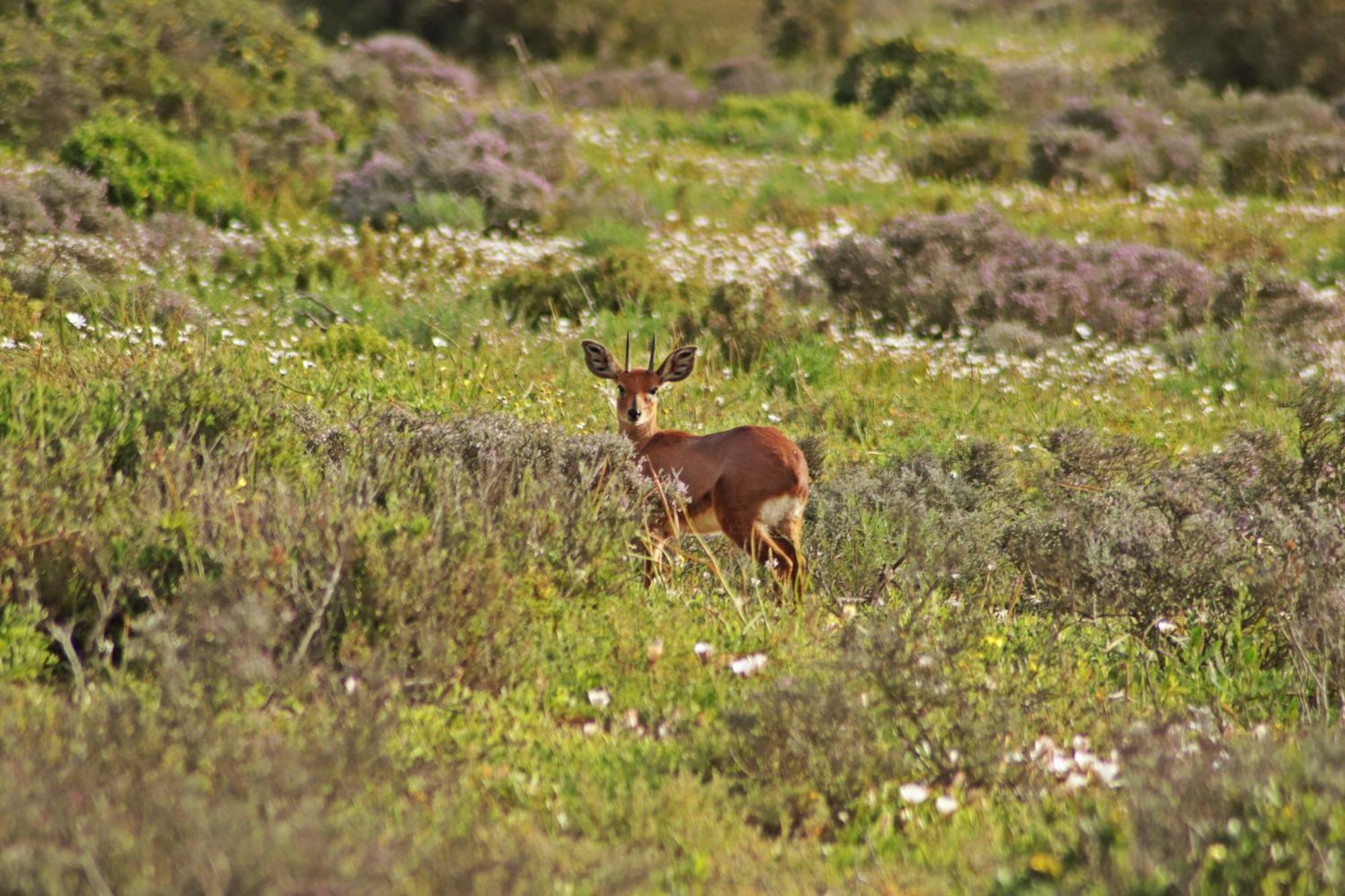 Tortoise Trail Lodge Langebaan Bagian luar foto